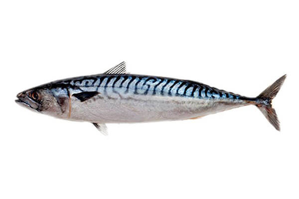 Mackerel Fish 400 - 600gram, 20kg Carton (Norway Only)